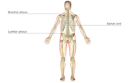 simsearch:671-02096902,k - The nervous system Foto de stock - Royalty Free Premium, Número: 671-02094437