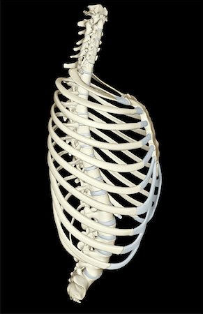 side view ribs anatomy - The thorax Stock Photo - Premium Royalty-Free, Code: 671-02094447
