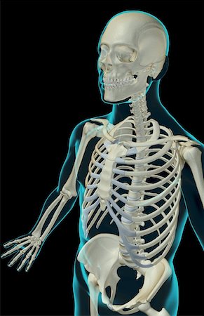 simsearch:671-02095632,k - The bones of the upper body Fotografie stock - Premium Royalty-Free, Codice: 671-02094442