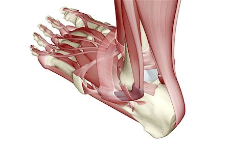skeleton - The muscles of the foot Stock Photo - Premium Royalty-Free, Code: 671-02094453
