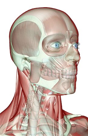 The musculoskeleton of the head, neck and face Stock Photo - Premium Royalty-Free, Code: 671-02094468