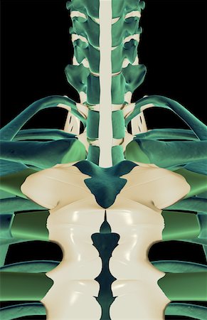 skeleton close up of neck - The ligaments of the neck Stock Photo - Premium Royalty-Free, Code: 671-02094463