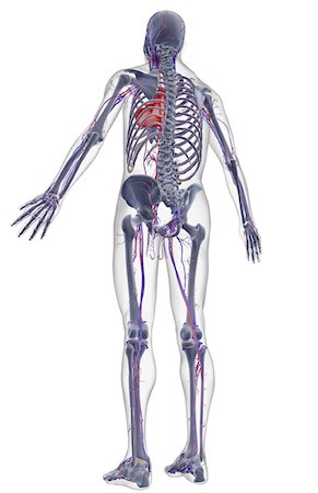 simsearch:671-02098380,k - The vascular system Fotografie stock - Premium Royalty-Free, Codice: 671-02094476