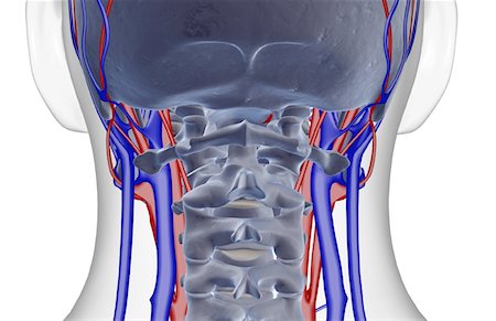 simsearch:671-02096862,k - The blood supply of the neck Foto de stock - Sin royalties Premium, Código: 671-02094489