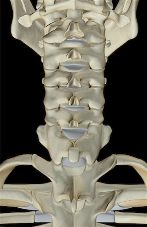 skeleton close up of neck - The bones of the neck Stock Photo - Premium Royalty-Free, Code: 671-02094494