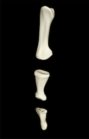 The bones of the fingers Stock Photo - Premium Royalty-Free, Code: 671-02094504