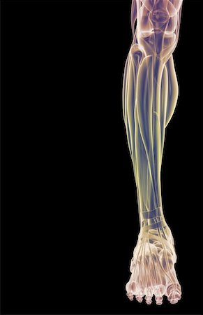 simsearch:671-02094652,k - The muscles of the leg Stock Photo - Premium Royalty-Free, Code: 671-02094510