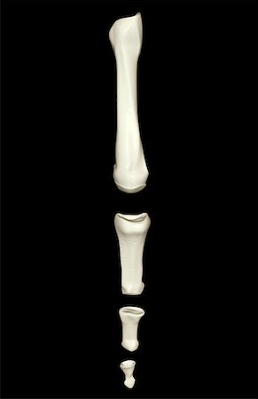 The bones of the finger Stock Photo - Premium Royalty-Free, Code: 671-02094513
