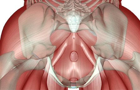 pelvis muscles - The musculoskeleton of the pelvis Foto de stock - Sin royalties Premium, Código: 671-02094525