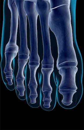 foot skeleton image - The bones of the foot Stock Photo - Premium Royalty-Free, Code: 671-02094520
