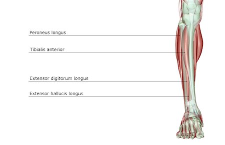 The musculoskeleton of the leg Stock Photo - Premium Royalty-Free, Code: 671-02094522