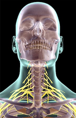 simsearch:671-02098304,k - The nerves of the neck Stock Photo - Premium Royalty-Free, Code: 671-02094558
