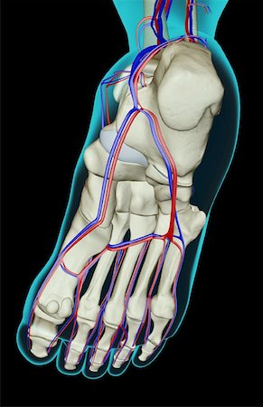 foot skeleton image - The blood supply of the foot Stock Photo - Premium Royalty-Free, Code: 671-02094559