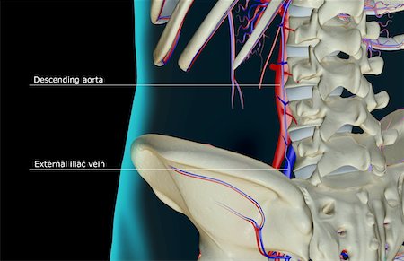 simsearch:671-02095986,k - The blood supply of the lower back Stock Photo - Premium Royalty-Free, Code: 671-02094550