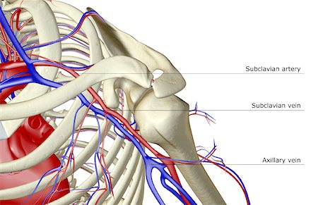 shoulder illustration - The blood supply of the shoulder Stock Photo - Premium Royalty-Free, Code: 671-02094553