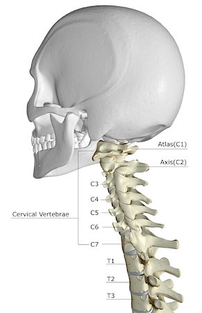 simsearch:671-02092134,k - The cervical vertebrae Fotografie stock - Premium Royalty-Free, Codice: 671-02094564