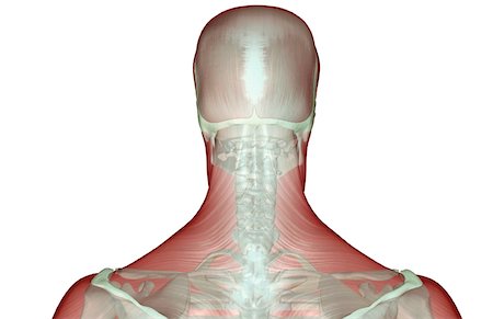 The musculoskeleton of the head and neck Stock Photo - Premium Royalty-Free, Code: 671-02094573