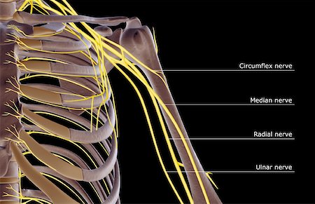 front of shoulder nerve anatomy - The nerves of the shoulder Stock Photo - Premium Royalty-Free, Code: 671-02094584
