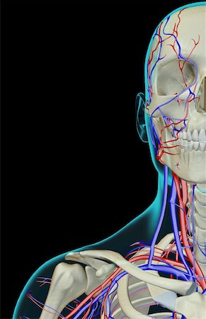 The blood supply of the face, neck and shoulder Foto de stock - Sin royalties Premium, Código: 671-02094586