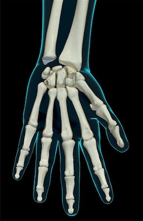 The bones of the hand Stock Photo - Premium Royalty-Free, Code: 671-02094583