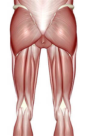 pelvis muscles - The muscles of the lower limb Foto de stock - Sin royalties Premium, Código: 671-02094590
