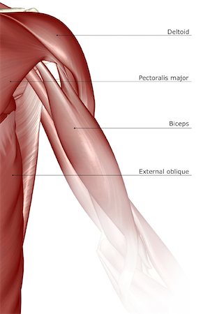 shoulder illustration - The muscles of the shoulder and upper arm Stock Photo - Premium Royalty-Free, Code: 671-02094605