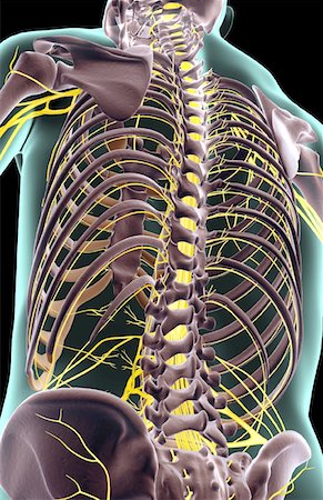 simsearch:671-02092292,k - The nerves of the upper body Stock Photo - Premium Royalty-Free, Code: 671-02094607