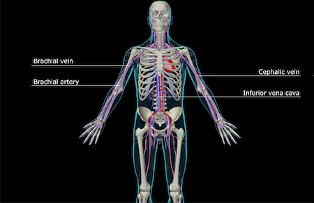 simsearch:671-02097409,k - The blood supply of the upper body Foto de stock - Sin royalties Premium, Código: 671-02094609