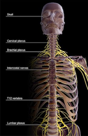 skeleton with black background - The nerves of the upper body Stock Photo - Premium Royalty-Free, Code: 671-02094617