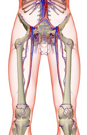 femoral vein - The blood supply of the lower limb Stock Photo - Premium Royalty-Free, Code: 671-02094624