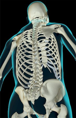 simsearch:671-02095632,k - The bones of the upper body Fotografie stock - Premium Royalty-Free, Codice: 671-02094620