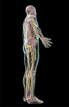 simsearch:671-02100116,k - The nervous system Fotografie stock - Premium Royalty-Free, Codice: 671-02094621