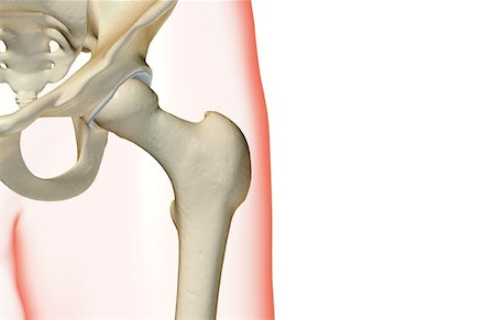 Die Knochen der Hüfte Stockbilder - Premium RF Lizenzfrei, Bildnummer: 671-02094637