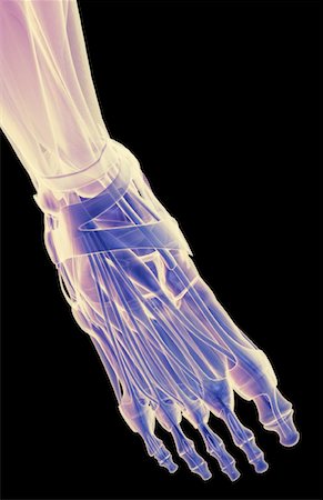 simsearch:671-02096126,k - The muscles of the foot Stock Photo - Premium Royalty-Free, Code: 671-02094632