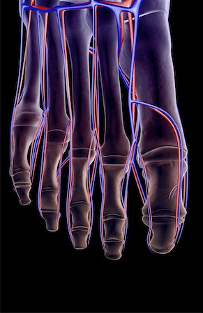 foot skeleton image - The blood supply of the foot Stock Photo - Premium Royalty-Free, Code: 671-02094641