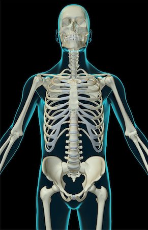 simsearch:671-02097189,k - The bones of the upper body Foto de stock - Sin royalties Premium, Código: 671-02094663
