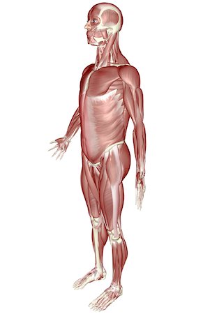 The muscular system Stock Photo - Premium Royalty-Free, Code: 671-02094677