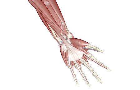 simsearch:671-02098580,k - The muscles of the hand Foto de stock - Royalty Free Premium, Número: 671-02094678