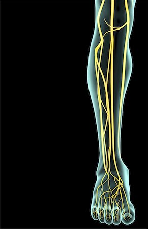 The nerves of the leg Foto de stock - Sin royalties Premium, Código: 671-02094684