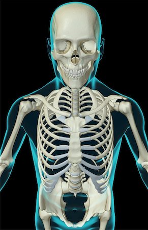 simsearch:671-02095586,k - The bones of the upper body Stock Photo - Premium Royalty-Free, Code: 671-02094683
