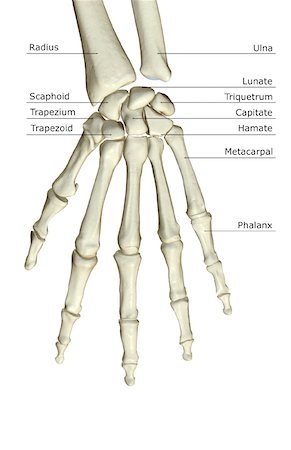 The bones of the hand Stock Photo - Premium Royalty-Free, Code: 671-02094694