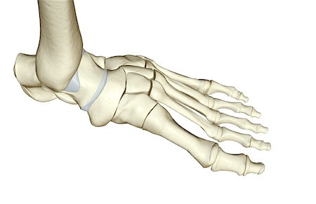 foot skeleton image - The bones of the foot Stock Photo - Premium Royalty-Free, Code: 671-02094696