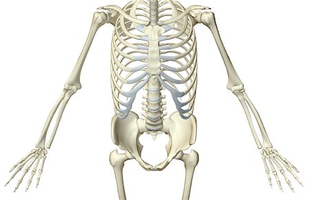realistic - The bones of the trunk Stock Photo - Premium Royalty-Free, Code: 671-02094697
