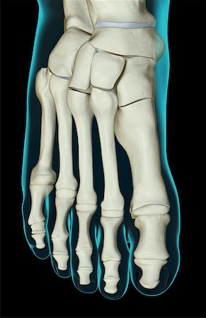 foot skeleton image - The bones of the foot Stock Photo - Premium Royalty-Free, Code: 671-02094701