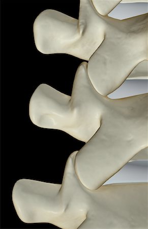spinous process - The bones of vertebrae Stock Photo - Premium Royalty-Free, Code: 671-02094715