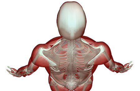 deltoid - The musculoskeleton of the head and shoulder Stock Photo - Premium Royalty-Free, Code: 671-02094710