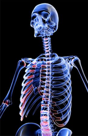 simsearch:671-02095632,k - The bones of the upper body Fotografie stock - Premium Royalty-Free, Codice: 671-02094724