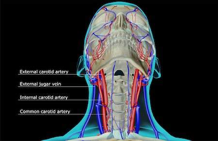 skeleton head veins labeled - The blood supply of the head and neck Stock Photo - Premium Royalty-Free, Code: 671-02094734