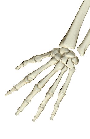 The bones of the hand Stock Photo - Premium Royalty-Free, Code: 671-02094737