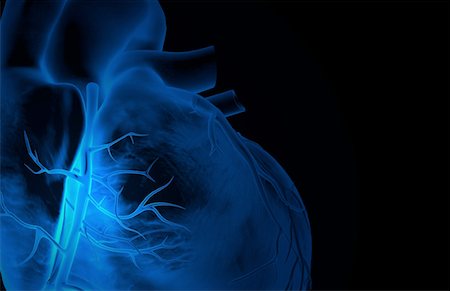 The coronary vessels of the heart Foto de stock - Royalty Free Premium, Número: 671-02094730